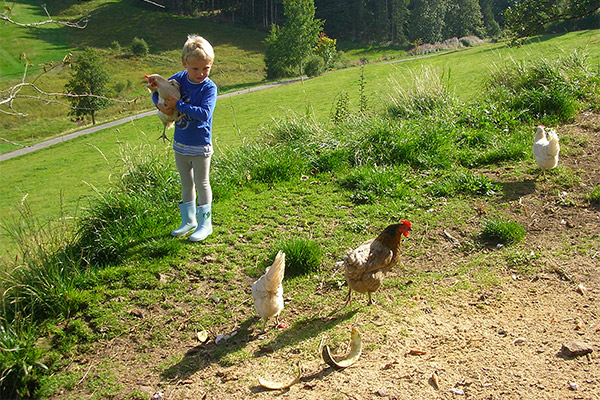 Black Forest farm "Rutscherhof" in Breitnau