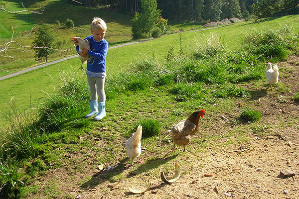 Bauernhof Rutscherhof in Breitnau