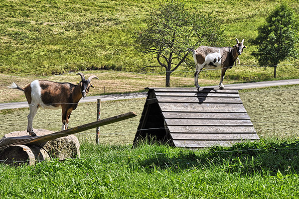 Bauernhof Rutscherhof in Breitnau