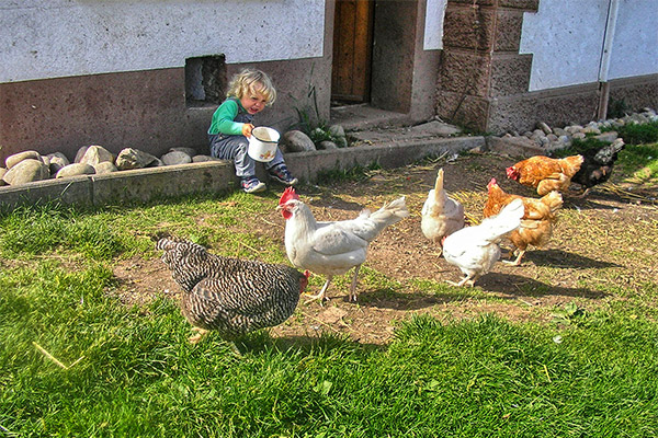 Black Forest farm "Rutscherhof" in Breitnau