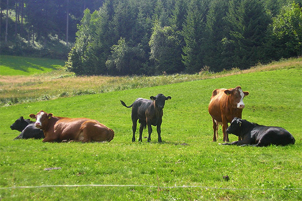 Black Forest farm "Rutscherhof" in Breitnau