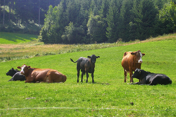 Bauernhof Rutscherhof in Breitnau