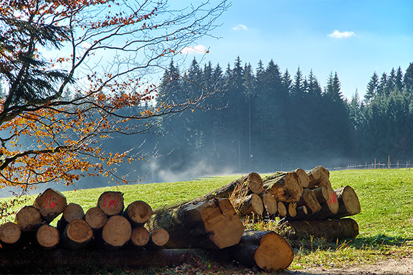 Breitnau im Hochschwarzwald