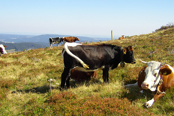 Cow pasture in the Black Forest